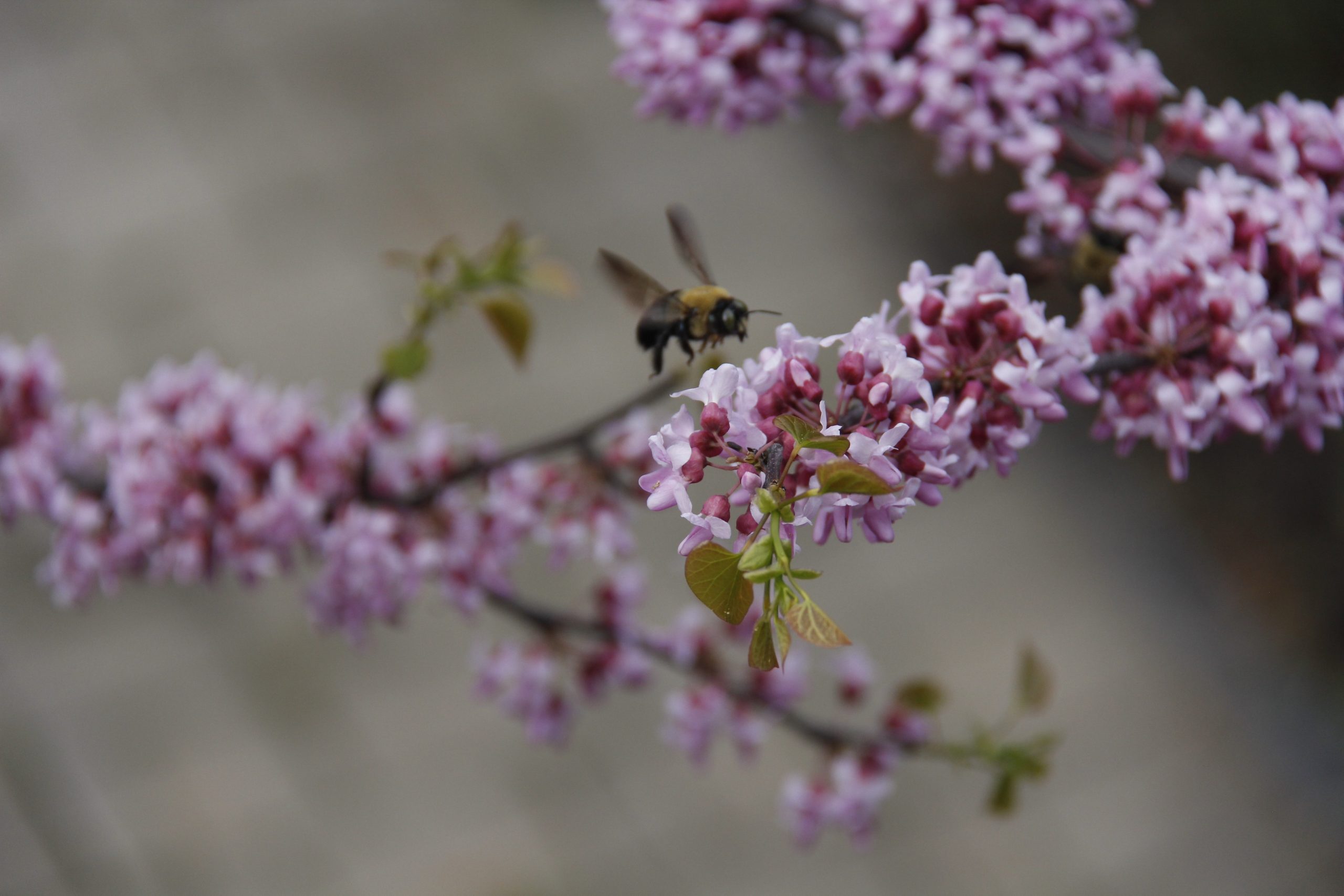 Steven Lu and Mei Leng